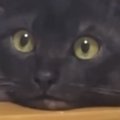 椅子で休んでいた猫の前で『おもちゃを動かした』結果→表情が…衝撃の…