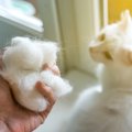 猫の毛が固まる原因とその予防や対処法