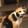 猫の老いはどこから？飼い主ができること４つ