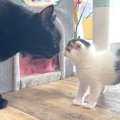 保護子猫が『部屋を探検』した結果→大人の先住猫がそばに来て…思いもよら…
