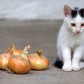 猫が口にしてはいけない『危険な野菜』3選　最悪命を落とすリスクも…誤飲…