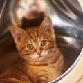 猫の寿命が縮む飼い方していませんか？6つの危険ポイント