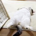 のぼせる→冷ます→戻る→ととのう！？"サウナー"な猫ちゃんたち