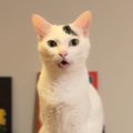 ご飯をもらおうと近くにやってきた猫が、次の瞬間…あまりにも賢すぎる『3…
