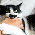 猫が人の手に咬みつく理由５つ