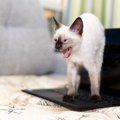 猫があなたに『ちょっかい』をかけているサイン3選　あなたに訴えたい…