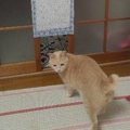 100均グッズだけで猫専用出入口を作ってみた！