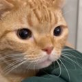 『嫌なことがあった様子の猫』→飼い主の腕の中に頭を埋めると…まさかの光…