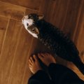 猫が飼い主を『守っている』ときの行動5選　助けようとする理由から上…