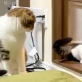 若くしてパパになった猫→息子猫は“世界一パパ大好きっ子”に…尊すぎる…