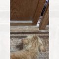 先住猫のことが苦手だった保護猫→時間が経った結果…出会った頃が嘘の…