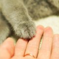 猫にも仲間の死はわかる？ペットのペットロスとは