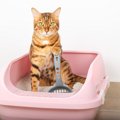 猫砂の種類を変えるときの注意事項3 つ　いきなり全取っ替えはNG?失敗…