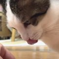 食べるの大好き！な猫ちゃん、サーモンのお刺身初挑戦♡