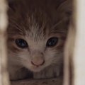 性別がわからないほど『ガリガリにやせ細っていた子猫』…優しい人と出…