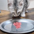 保護子猫が『マグロの刺し身』を初めて食べたら…心温まる反応にほっこ…