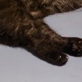 寝室に向かったら、『ベッドの上で猫』が……とっても幸せそうな『尊い…