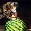 猫に『スイカ』を与えるとメリットも？猫へのいい効果3つと、与えると…