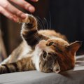 あなたの愛猫の『利き手』は？左利き・右利き、どちらになるかは性別…