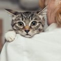 猫が飼い主に『依存』してしまう5つの原因と対策