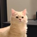 飼い主の声に反応した猫→次の瞬間…まるでAI生成のような『まさかの動き』…