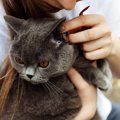 愛猫の『臭いが気になる』ときに考えられる原因4つ　体調不良のサイン…
