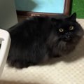 買い物から帰宅した飼い主→『猫に呼ばれて』後をついて行った結果…まさか…