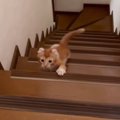 よちよちと階段をのぼっていた小さな子猫→『２年後の様子』を見ると…可愛…