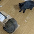 犬猫界隈で噂のダンボール！見つけた猫ちゃんは…？