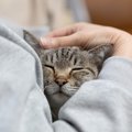 猫が『大好きな人』だけにする行動5つ　心を許しているサインや愛情の返し…