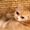 今はダメ！『猫に近づいちゃいけないとき』5選　うっかり近寄ると怒ら…