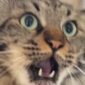 飼い主の手を見て『怒り始めたネコ』→あまりにも可愛すぎる『鳴き声』…