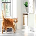 猫暮らしでも実現できる『お部屋をすっきり見せる』アイデア5選　愛猫…