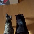 足並みをそろえて歩く『2匹の猫』→向かっていた先は……笑みがこぼれる『可…