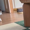 クモを取れなかった猫ちゃん。そんな猫ちゃんが次に狙った相手とは…！？