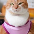 服を着た猫→正面から見てみたら……爆笑注意な『まさかの光景』に2万い…