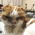 猫が人にされがちな『５つの誤解』