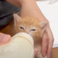 赤ちゃん猫を保護して４日目、哺乳瓶でミルクを与えたら…高速で『パタパタ…