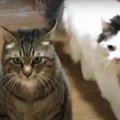 『なんて理不尽にゃんだ！』悩んじゃう猫ちゃん