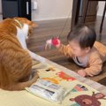 赤ちゃんの手が届かない所に『おもちゃが飛んでいった』結果、猫が…&q…