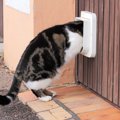 愛猫が他の家にも居ついてしまう理由5つ