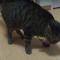 猫ちゃん野生化！？ネズミは誰にも渡さない！