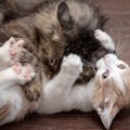 猫同士のニャンプロ、『遊び』か『ケンカ』か？見分けるための3つのポ…