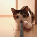 突如始まる！猫ちゃんと綱引き対決