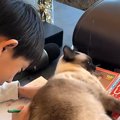 お兄ちゃんの宿題を邪魔するネコ→『どいて』と言われ、立ち上がったと思っ…