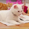 お婆ちゃんに新聞を読ませたくない猫ちゃんの新たな作戦♡