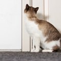 猫が寝室に入りたがる８つの心理