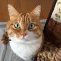 猫がワクワクする８つの瞬間