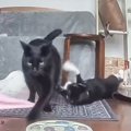 弟猫にキックされて怒った兄猫→ママに言いつけようとして…完璧に状況を伝…