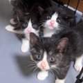 家に来たばかりの『5匹の保護子猫』→キッチンペーパーが動いた次の瞬…